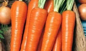 морковь Красный великан 1