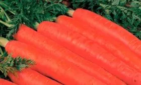 морковь Красный великан
