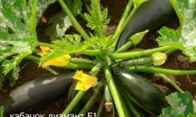 Кабачок Диамант