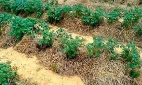 Мульчирование