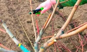 Обрезка персика