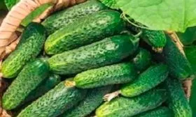 огурец Бридж F1