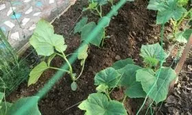 Окучивание