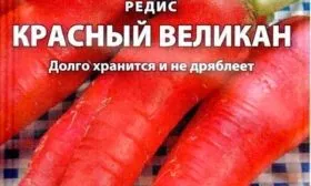 Описание ботвы и корнеплода