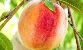 Описание плодов и дерева Золотой юбилей 1