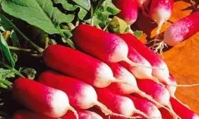 Описание внешнего вида