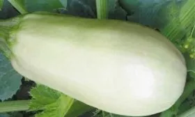 Кабачок Ролик