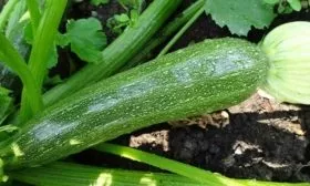 Вкус и применение