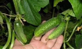 Вкус и назначение