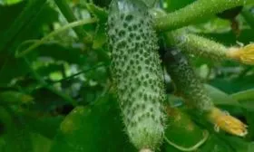 Агротехника