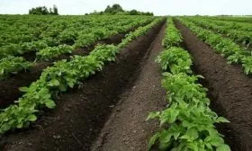 Особенности агротехники