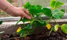 особенности посадки