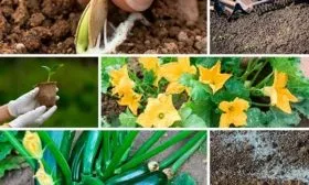 Как ухаживать