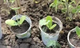 Особенности посадки