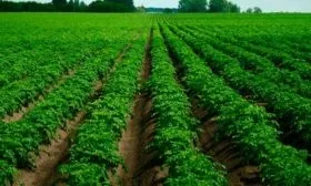 Особенности посадки