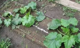 Особенности посадки