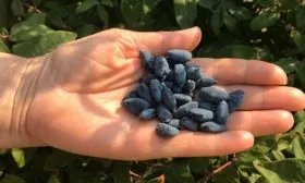 Особенности применения