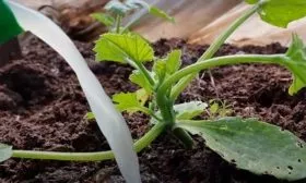 Особенности ухода