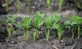 Особенности выращивания