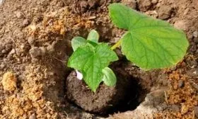 Перенос кустов