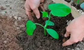 Пересадка рассады