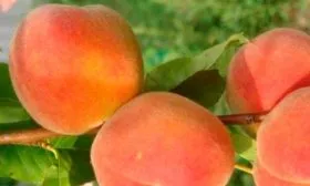 persik-zolotoy-yubiley-1-