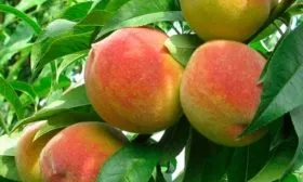 Плоды и их вкусовые характеристики