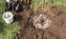 Подкормка дерева