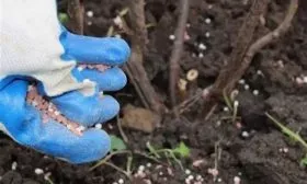 Подкормка удобрениями