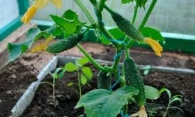 подвязка огурцов