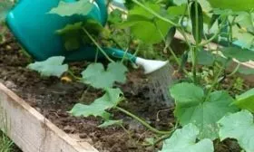 Полив и влажность