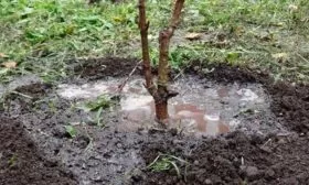 Полив персика