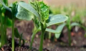 Посадка и уход