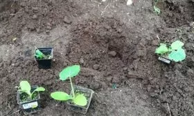 посадка кабачка