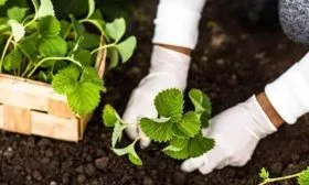 Посадка клубники в грунт