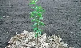 pravila-i-shema-posadki-persika-vesnoy-i-osenyu1