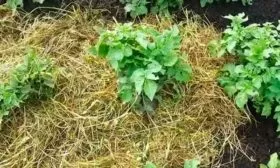 propolka-i-ryhlenie-pochvy-pod-kartofelem