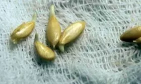 Проращивание семян