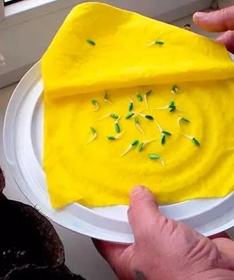 Проращивание семян для рассады