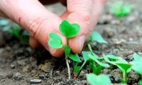 Прореживание