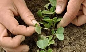 Прореживание