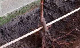 Процесс высадки саженца 1