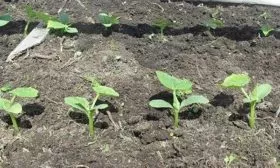 Прямая посадка семян