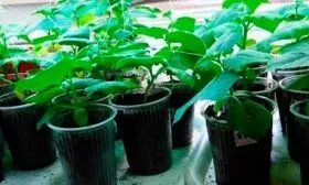 Рассадный способ