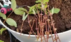 Размножение