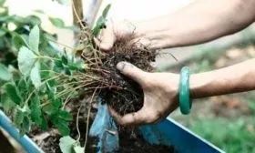 Размножение делением