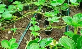 Размножение клубники Роксана