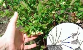 Размножение съедобной жимолости делением