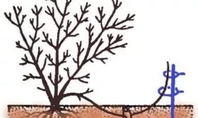 Размножение съедобной жимолости Волшебница отводками