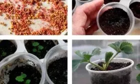 Размножение семенами